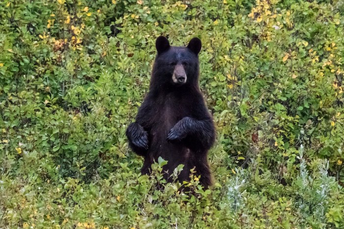 bear trash can