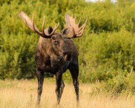 moose trail cam