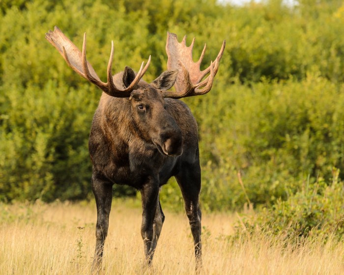 moose trail cam