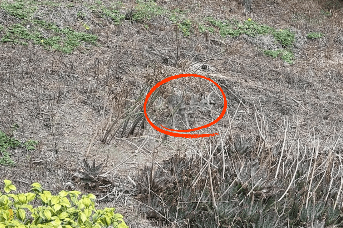 find the coyote answer