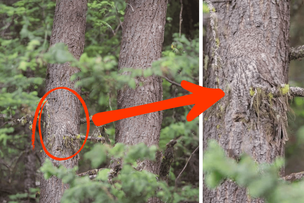 find the owl answer
