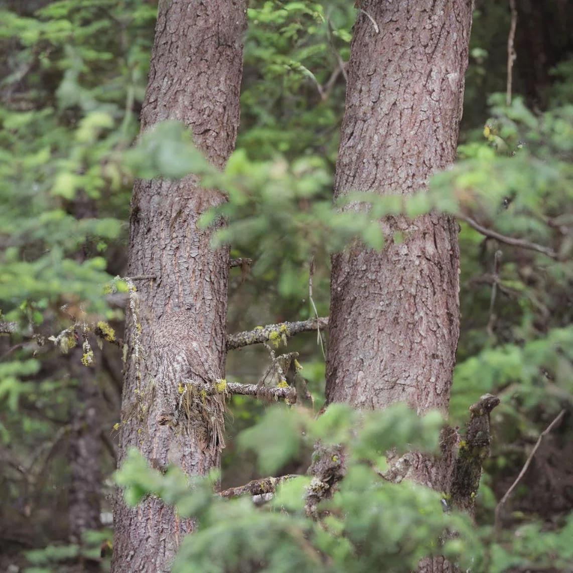 find the owl