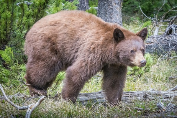 bear mud bath