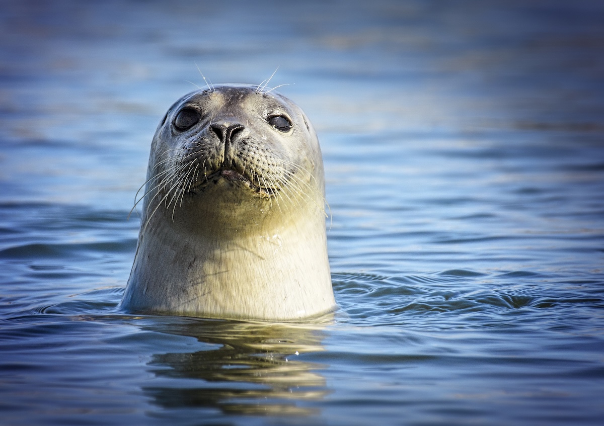 seal orcas boat
