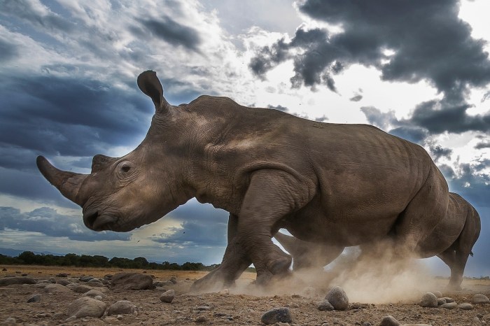 rhino rams truck