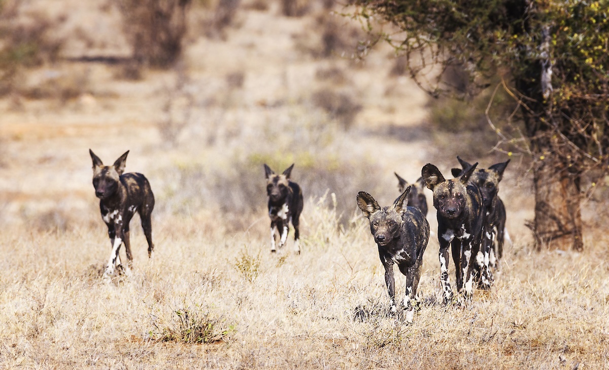 wild dogs swimming pool