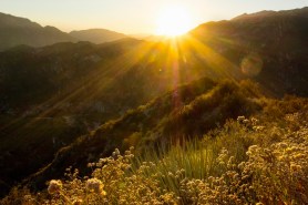 national forest wild residents trail cam