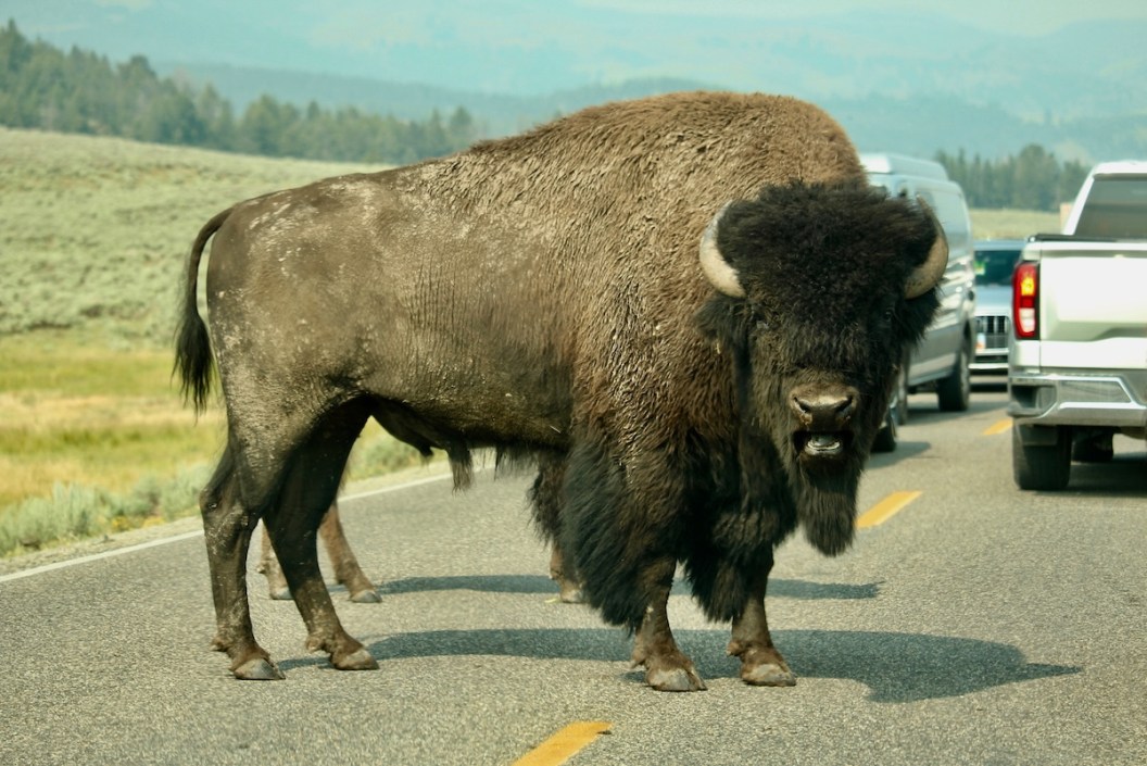 tourist bison yellowstone