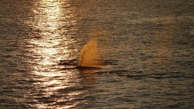 extremely rare whale