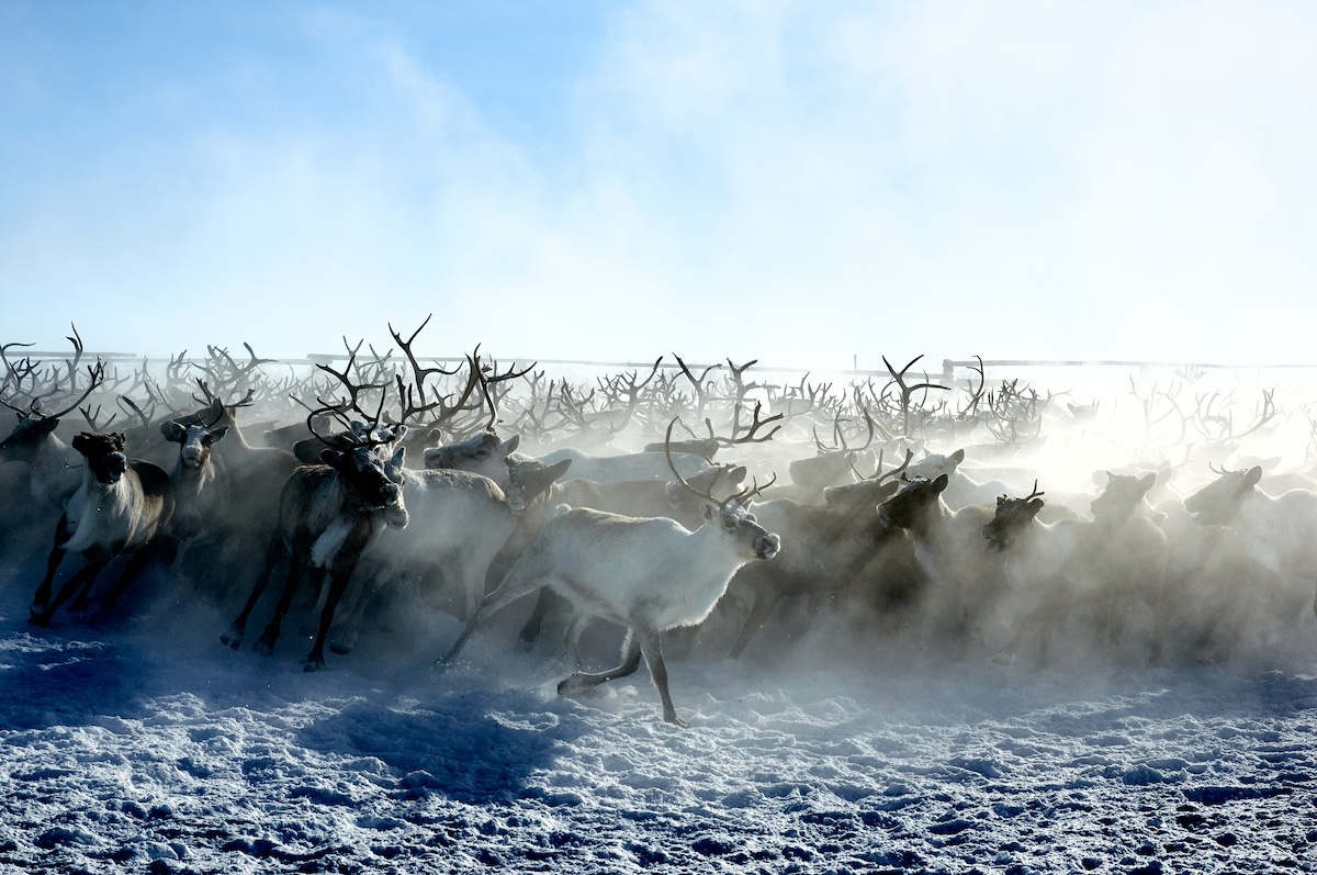 reindeer herd fjord