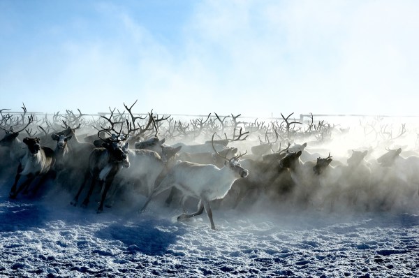 reindeer herd fjord