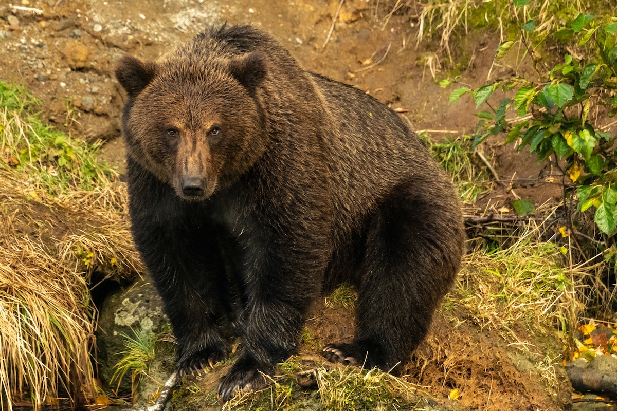 grizzly bear eye contact