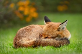 fox sleeping