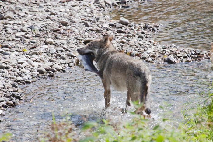 wolf tool