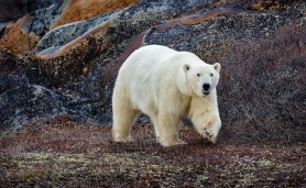 polar bear technician mauled