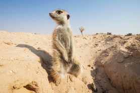 Meerkats video