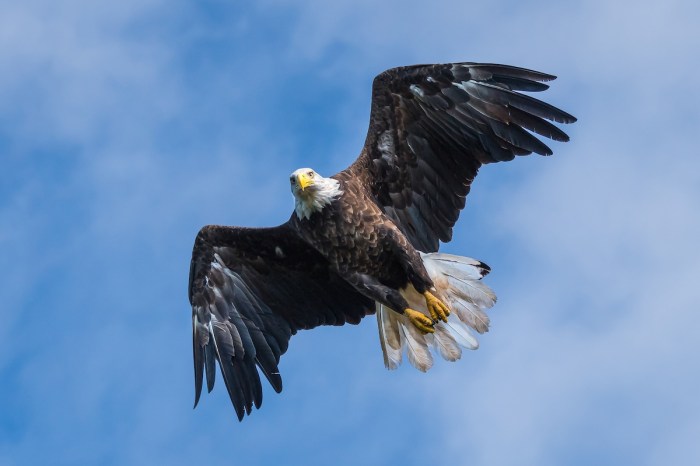 Bald Eagle dead cat