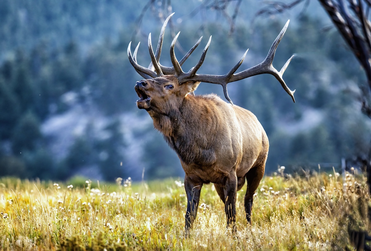 bugling elk sound