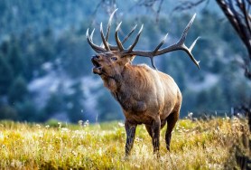 bugling elk sound