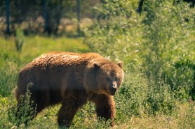 grizzly bear school children canada