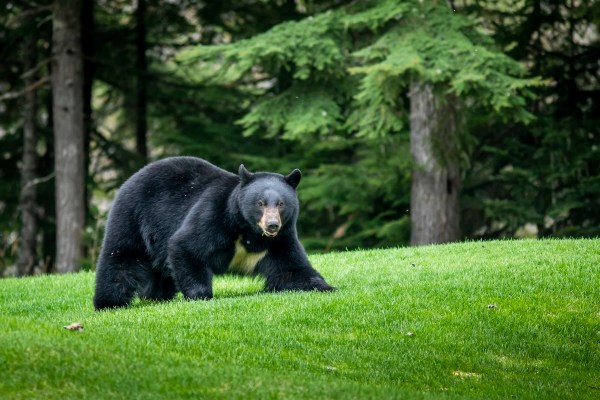 Black bear attacks elderly couple