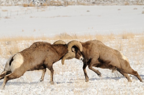 bighorn sheep sound