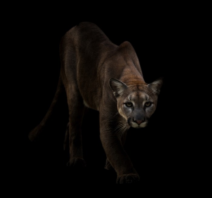 mountain lion outrun