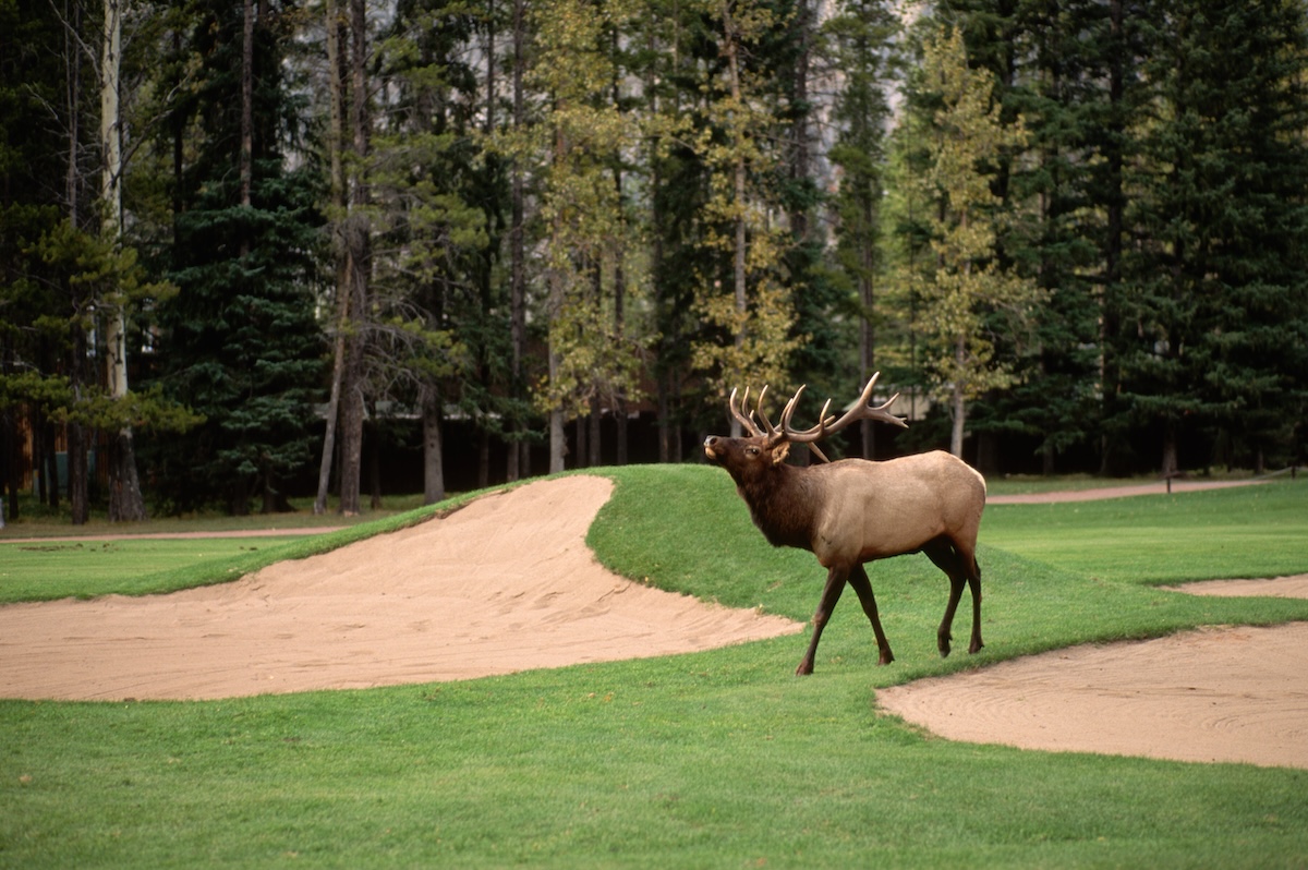 Bull Elk golf course