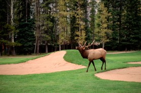 Bull Elk golf course