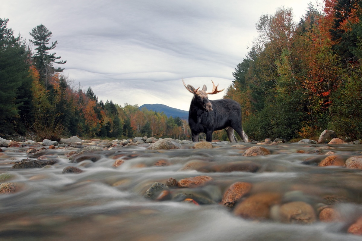 moose photos