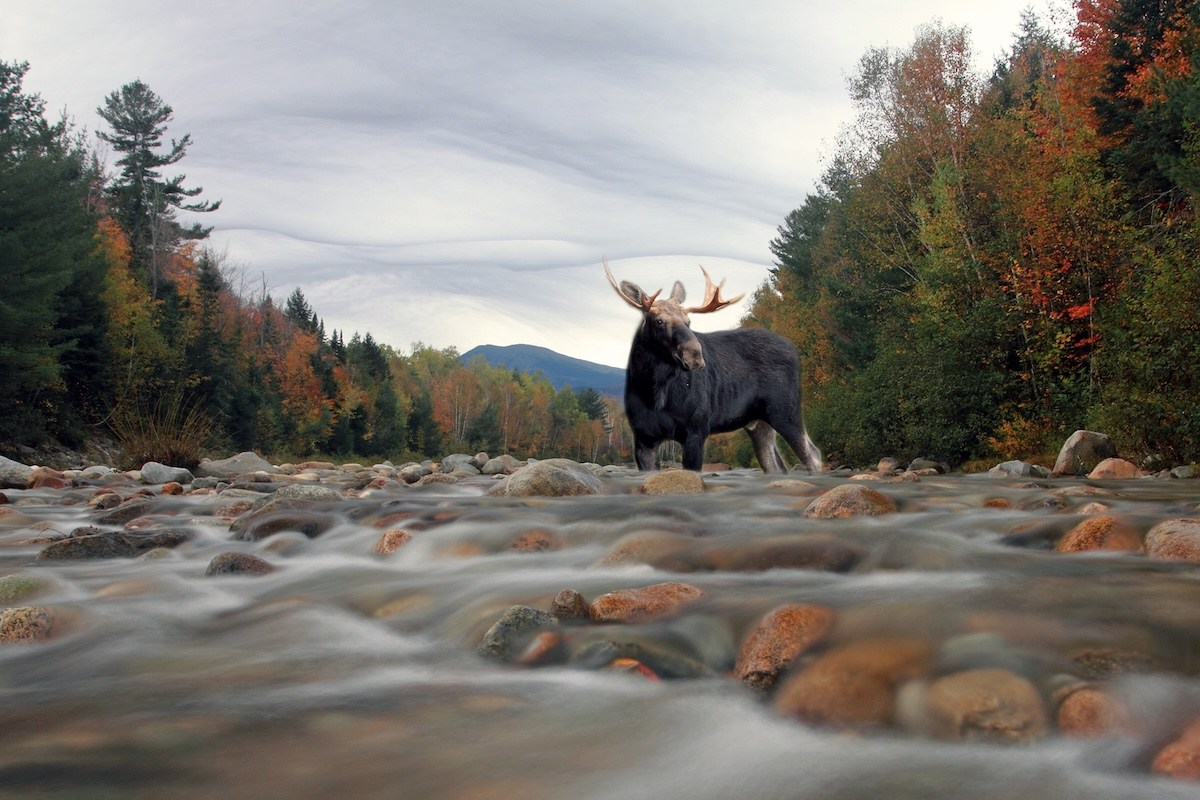 Gorgeous Moose Photos Required Sitting In Creek In 20 F Weather Gorgeous Moose Photos Required Sitting In Creek In 20 F Weather