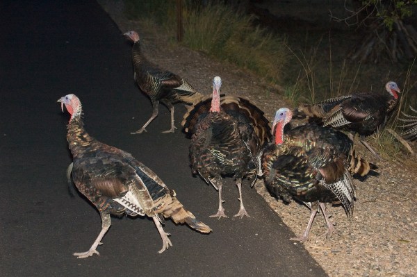 Turkey crossing