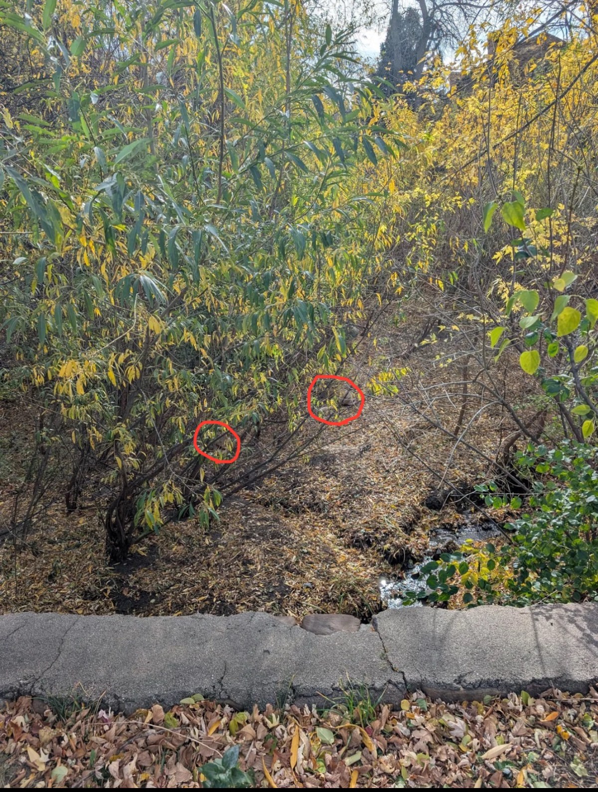 find two deer answer