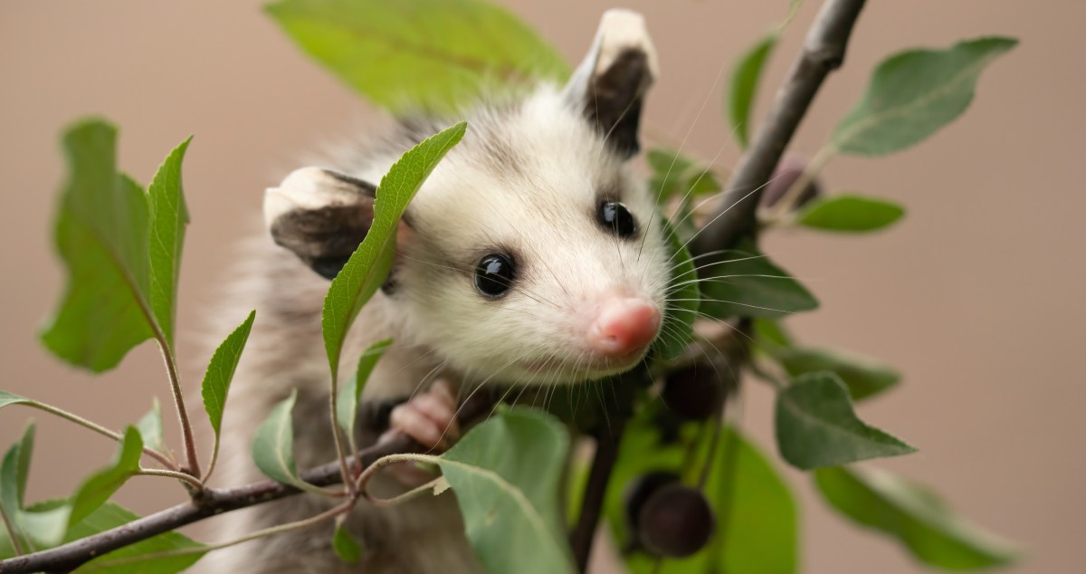 An Opossum Surprises Disney Diners