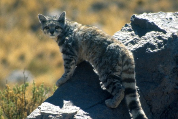 Andean wild cat trail cam