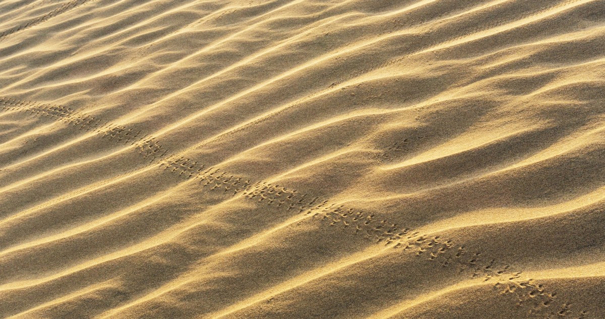 Beachgoer Follows Unusual Tracks And Is Surprised By What They Find
