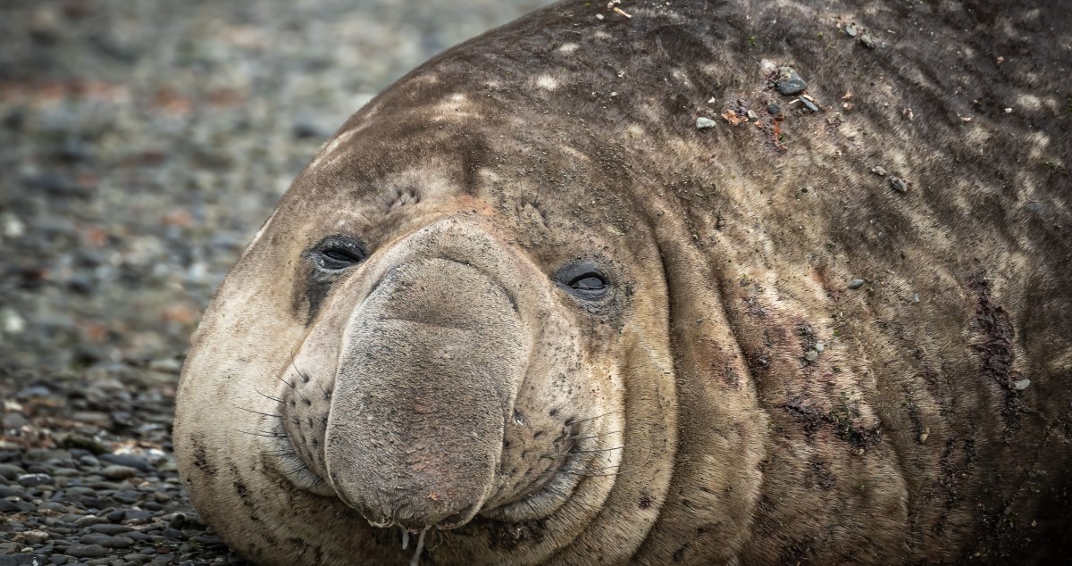 Beachgoer Follows Unusual Tracks And Is Surprised By What They Find