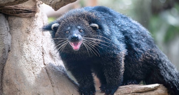 Bearcat bites two people at National Zoo sending them to hospital