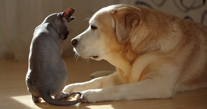 Cat Gives Massages To Senior Pup Who Needs Them In Adorable Video