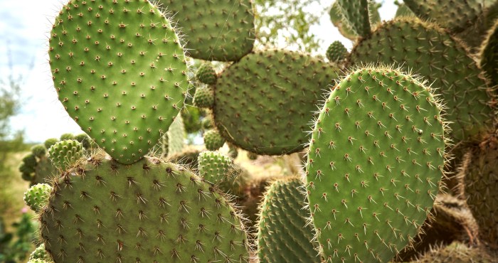 Dog Gets Cactus Stuck On Its Head Owner Films Entire Ordeal