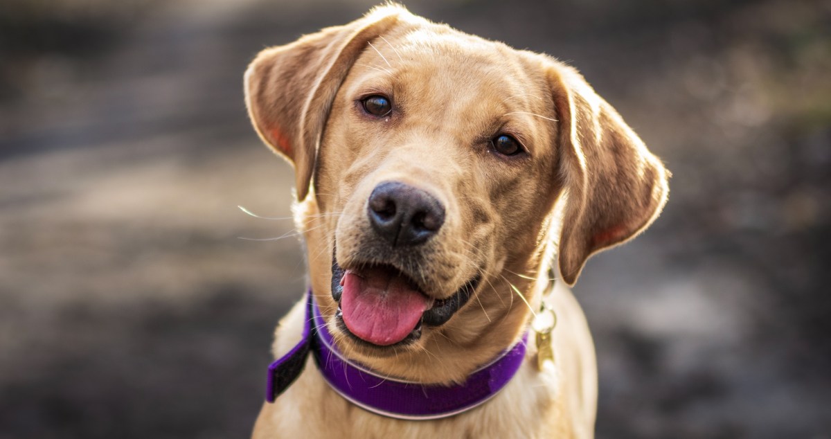 Dog Owner's Heart Breaks When He Sees What His Puppy Does On The Puppy Cam