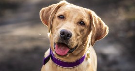 Dog Owner's Heart Breaks When He Sees What His Puppy Does On The Puppy Cam
