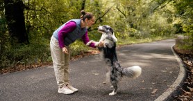 Emotional Support Dog With A Surprise