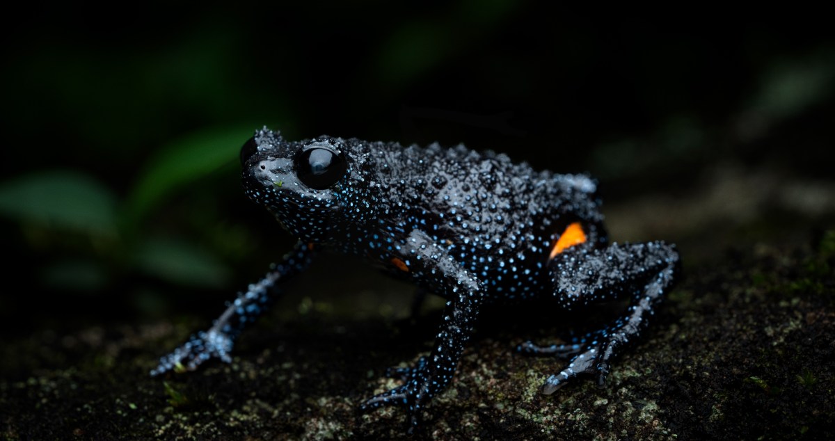 Endangered Galaxy Frogs Are Disappearing And Tourists Are To Blame