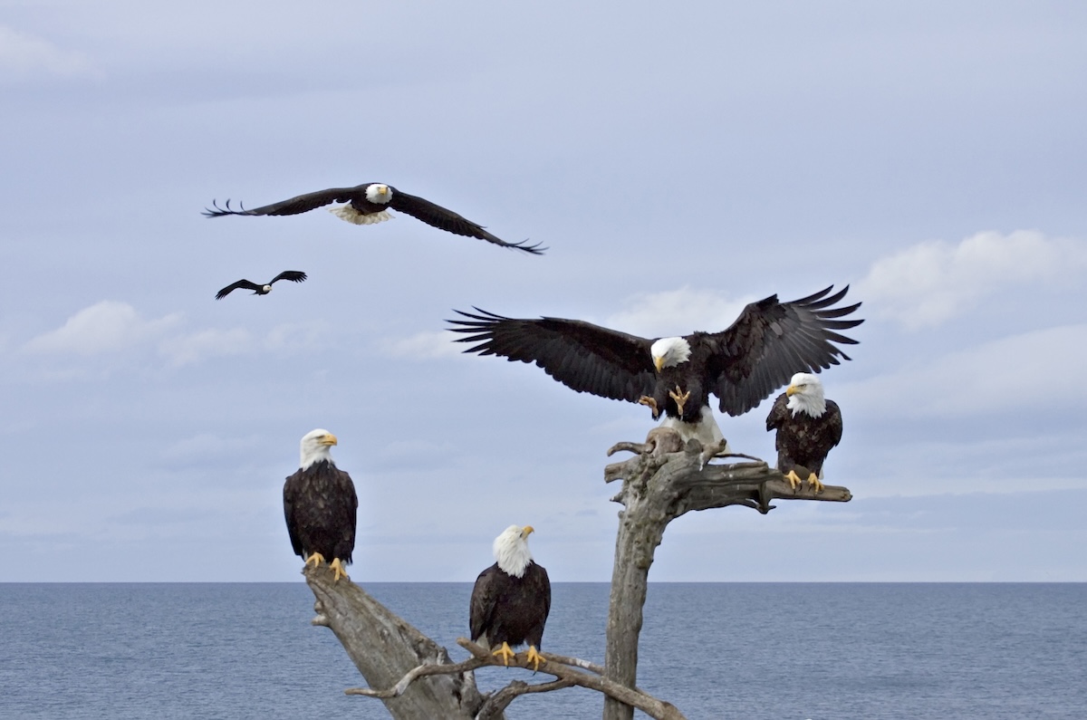bald eagles maine