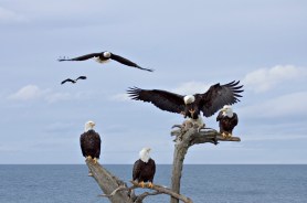 bald eagles maine
