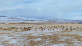elk migration video