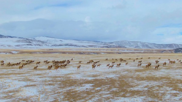 elk migration video