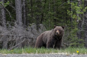 grizzly bear banff video