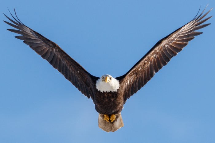 eagle prey rabbit